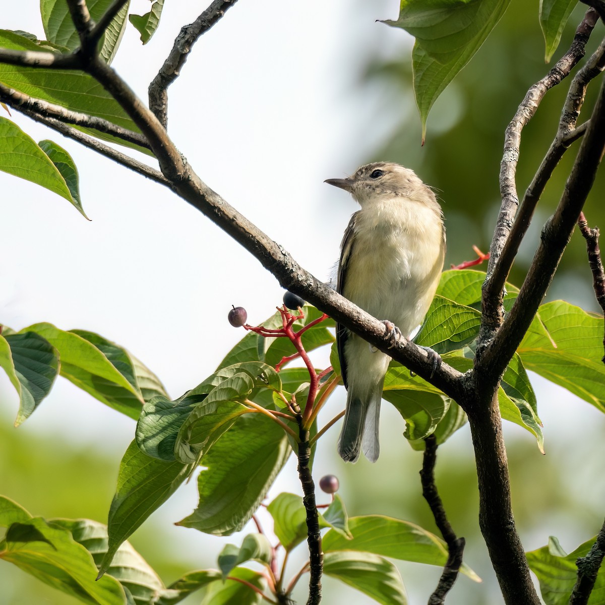 Warbling Vireo - Danielle  A