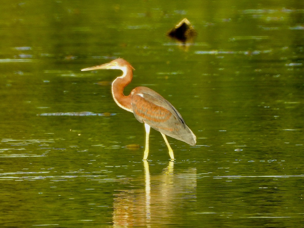 Tricolored Heron - ML604022931