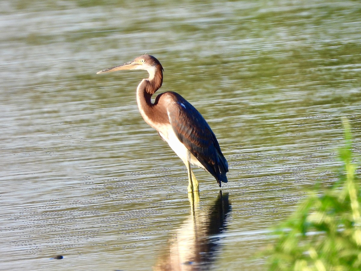 Tricolored Heron - ML604022951