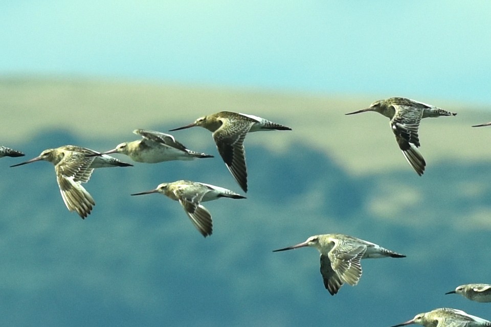 Bar-tailed Godwit - ML604023991