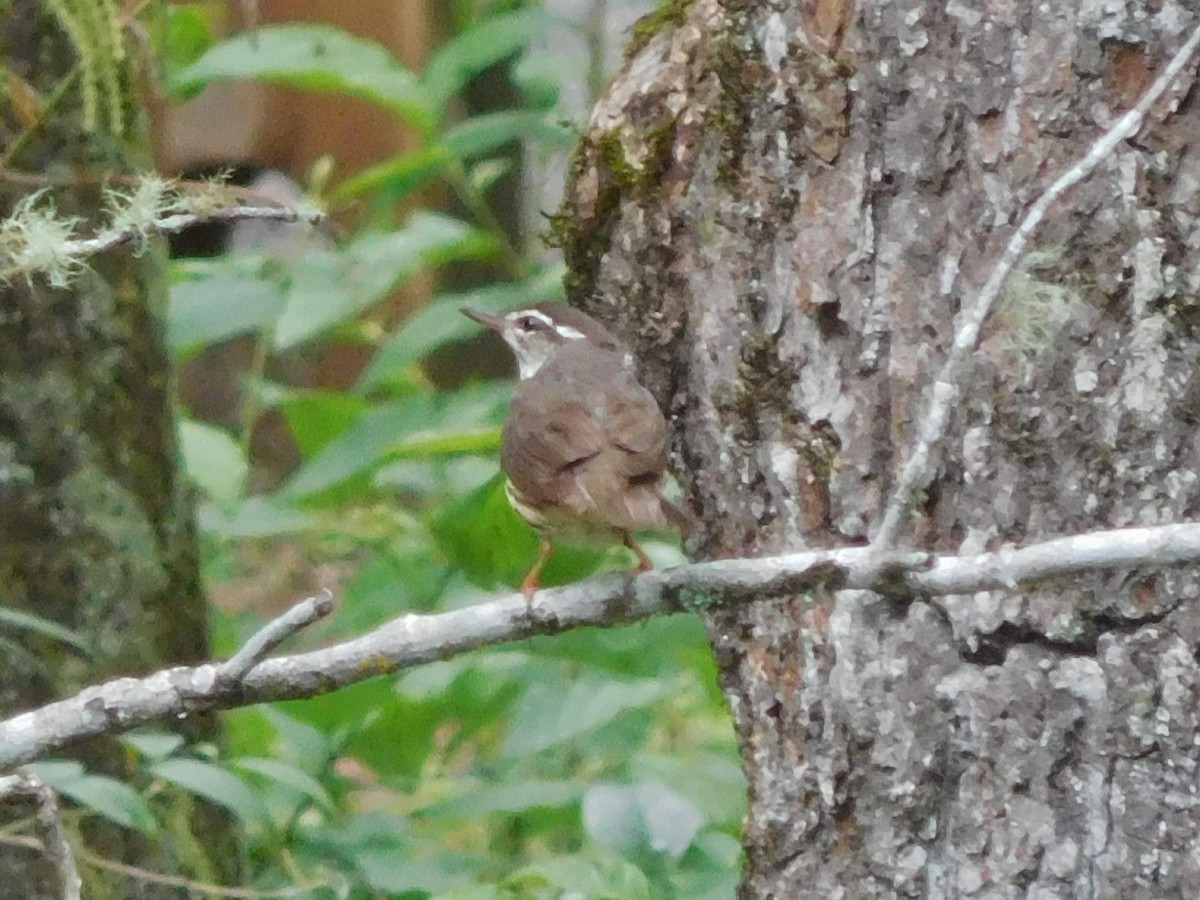 Louisiana Waterthrush - ML60402461