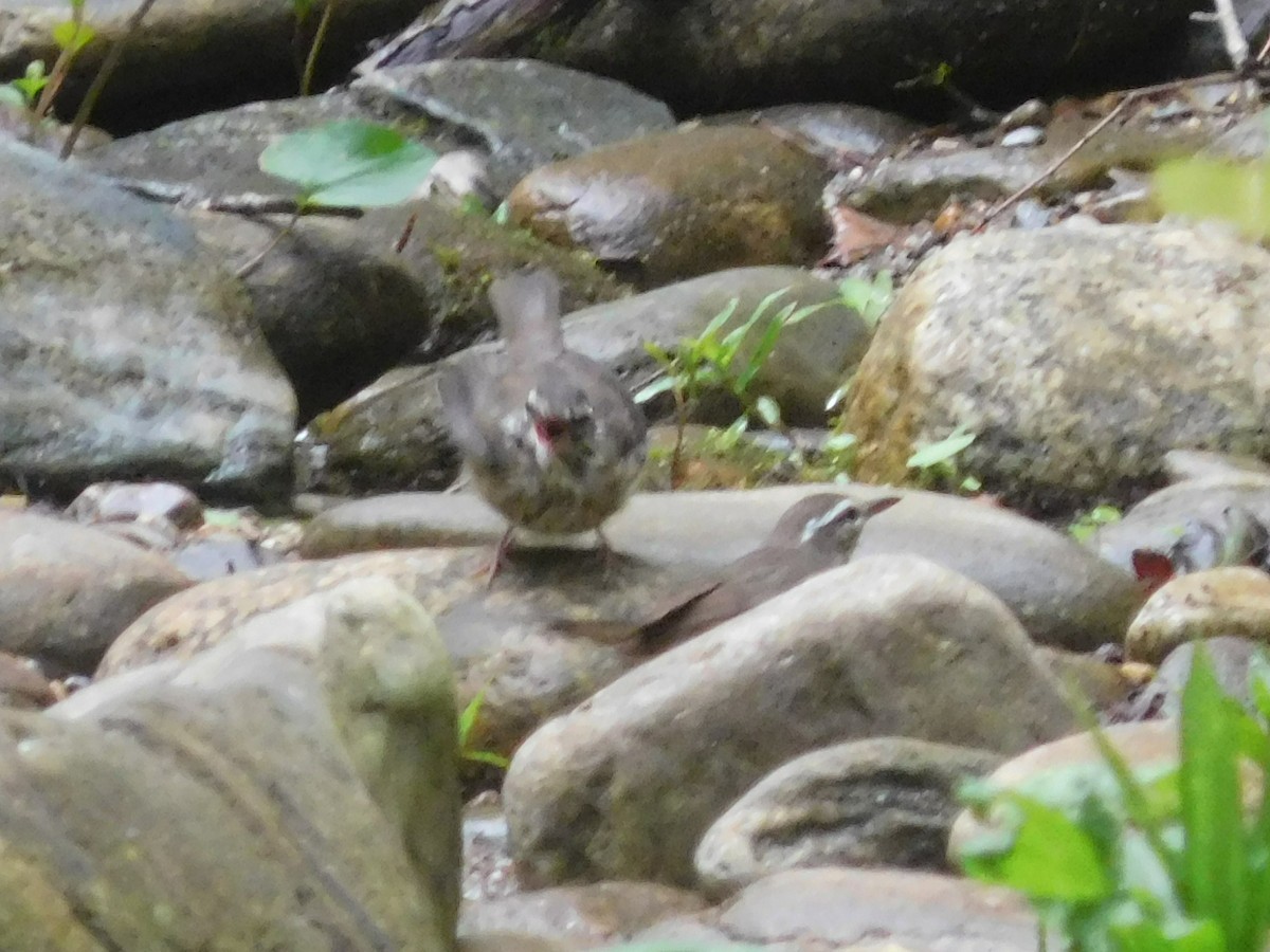 Louisiana Waterthrush - ML60402471