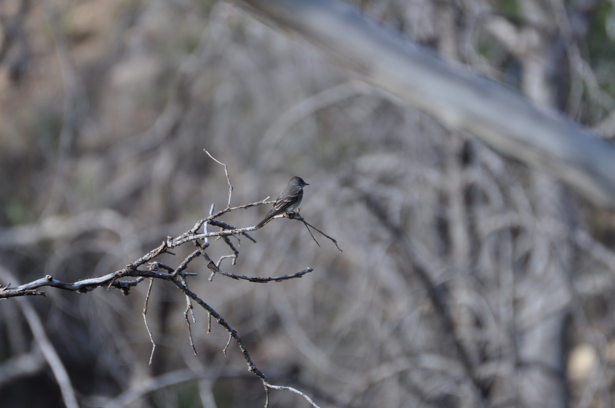 Western Wood-Pewee - ML60402771