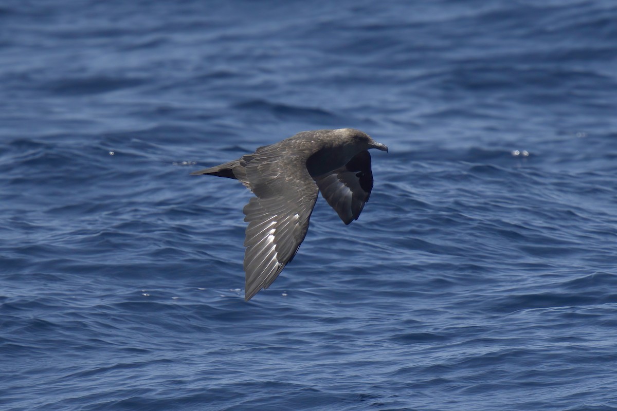 South Polar Skua - ML604027861