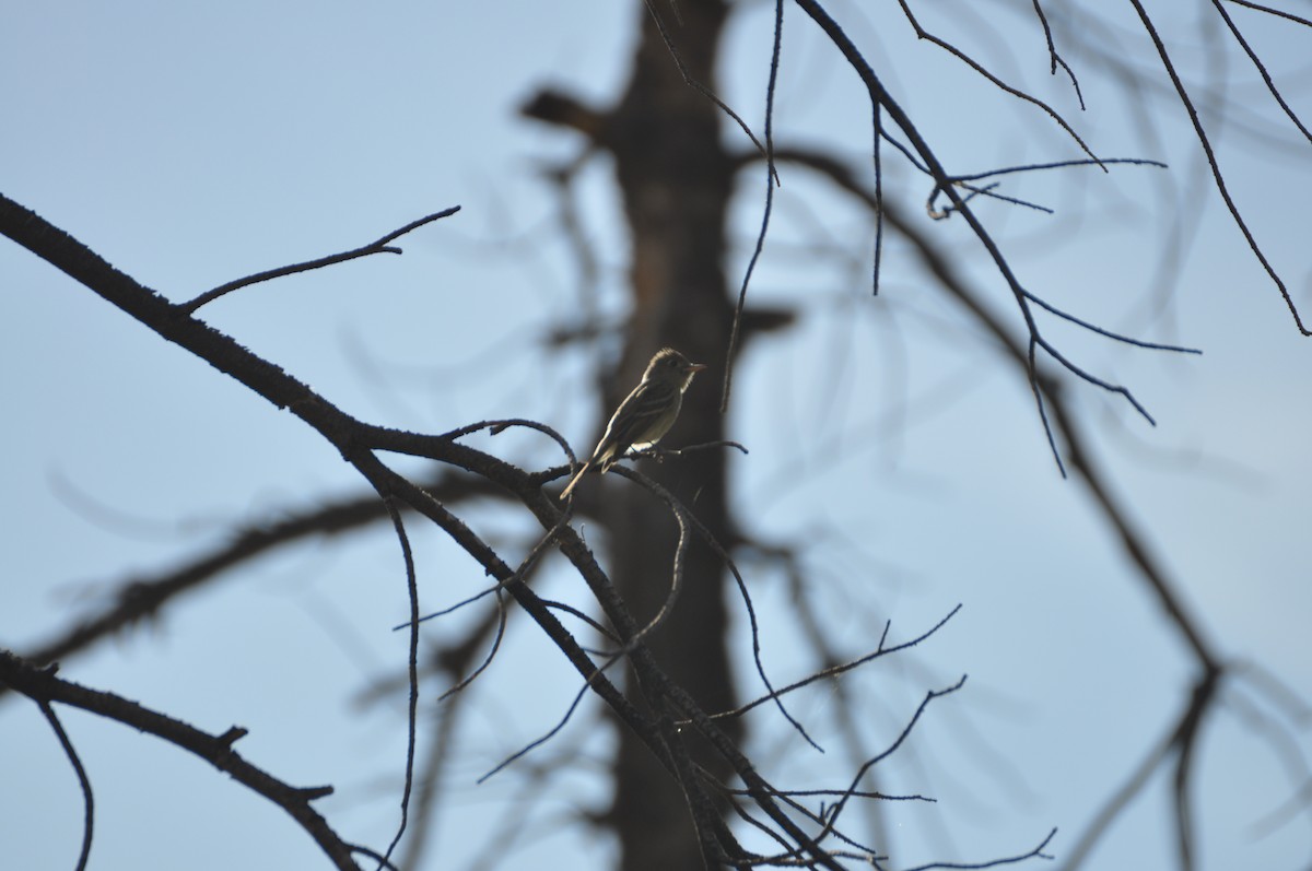 Western Flycatcher (Cordilleran) - ML60402871