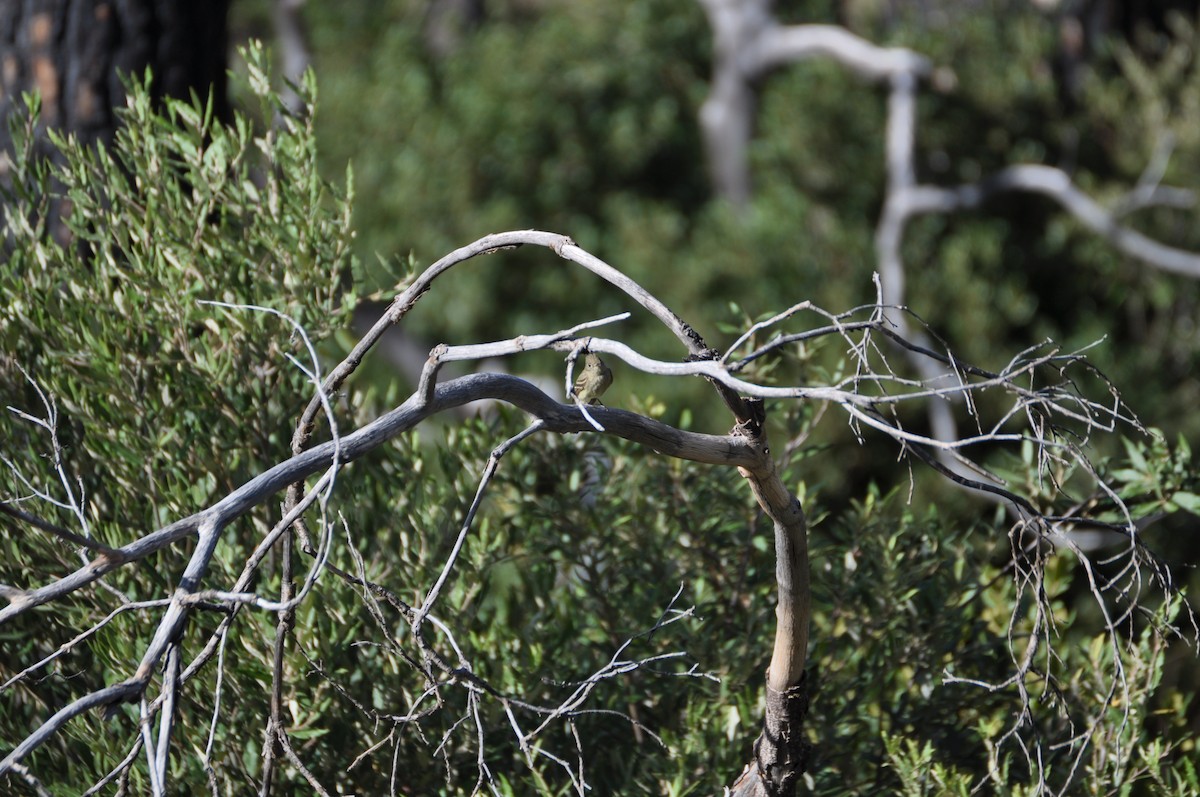 Western Flycatcher (Cordilleran) - ML60402891