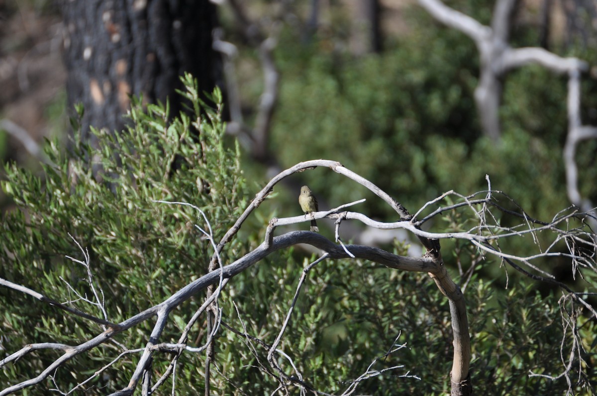 Western Flycatcher (Cordilleran) - Edward Raynor