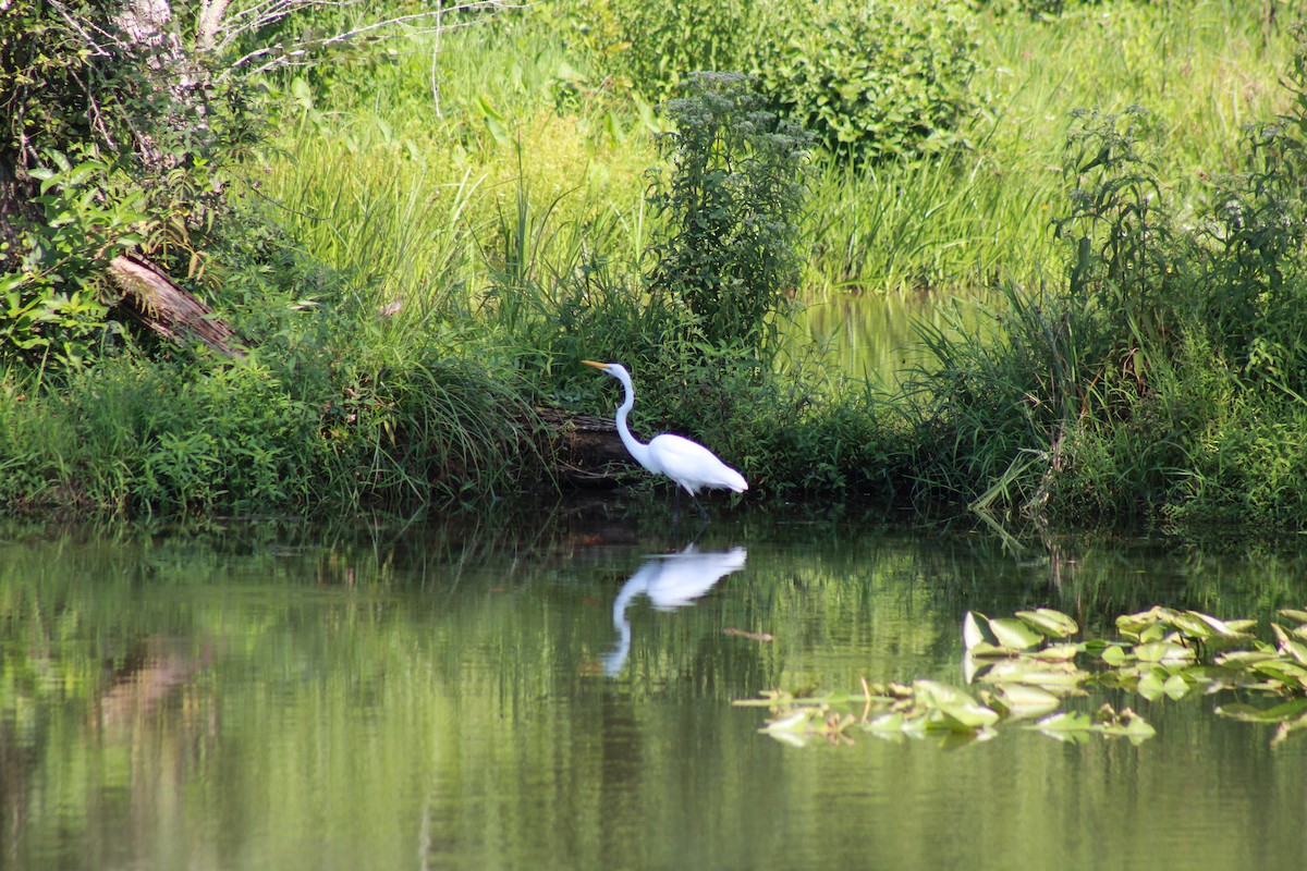 Great Egret - ML604029391