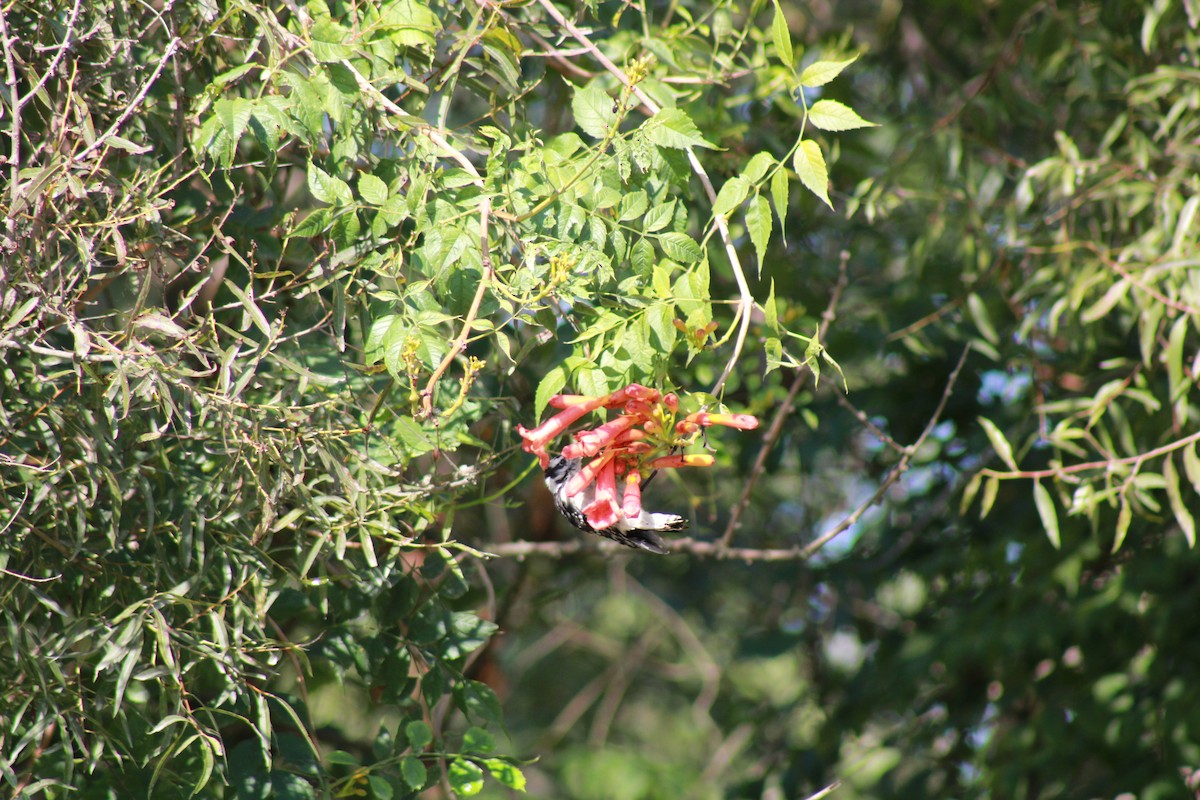 Downy Woodpecker - ML604029481