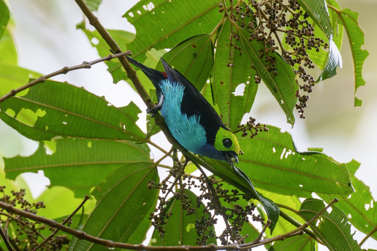 Paradise Tanager - ML604030201