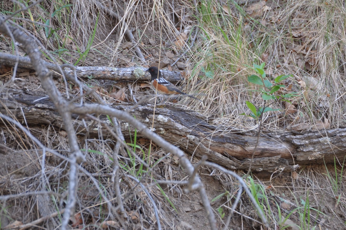 Spotted Towhee - ML60403031