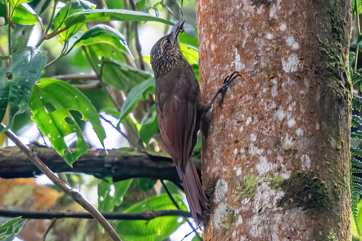 Black-banded Woodcreeper - ML604030321