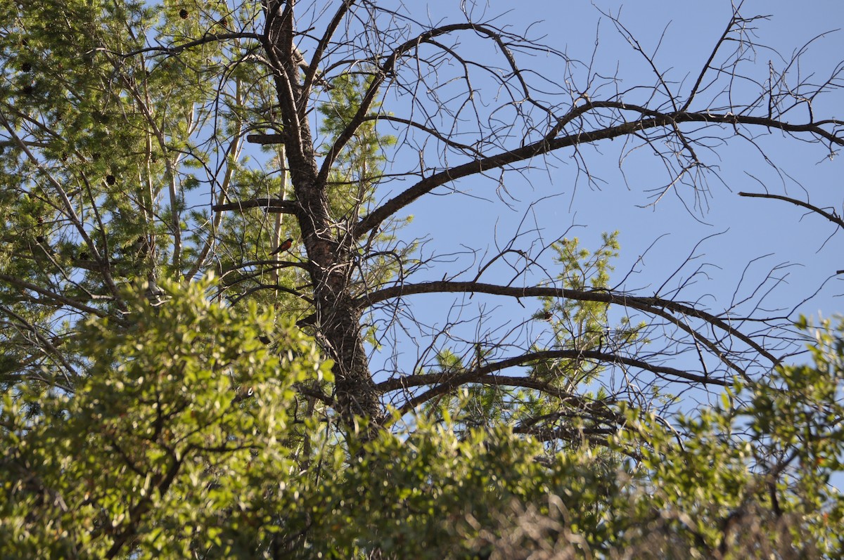 Slate-throated Redstart - ML60403051