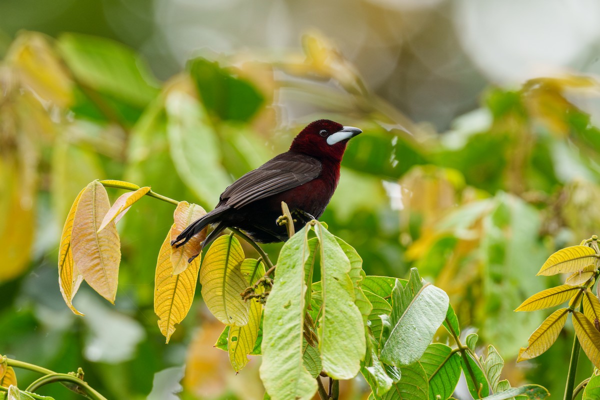 Silver-beaked Tanager - ML604030681