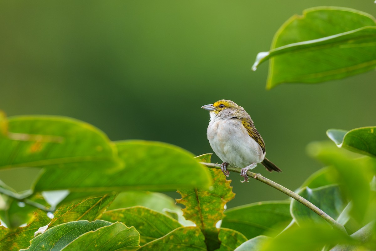 Yellow-browed Sparrow - Jeff Hapeman