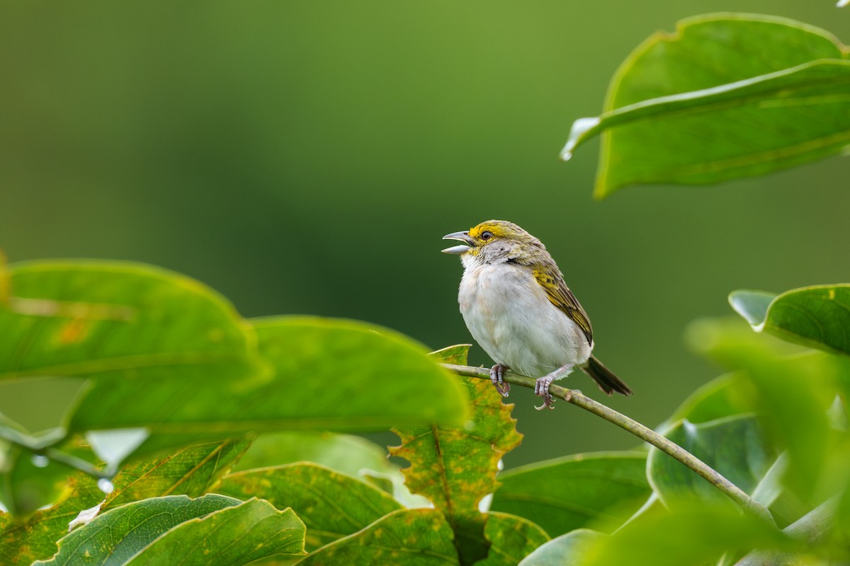 Yellow-browed Sparrow - Jeff Hapeman