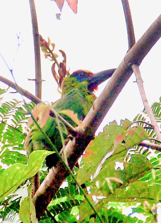 Gold-whiskered Barbet (Gold-faced) - ML604031141