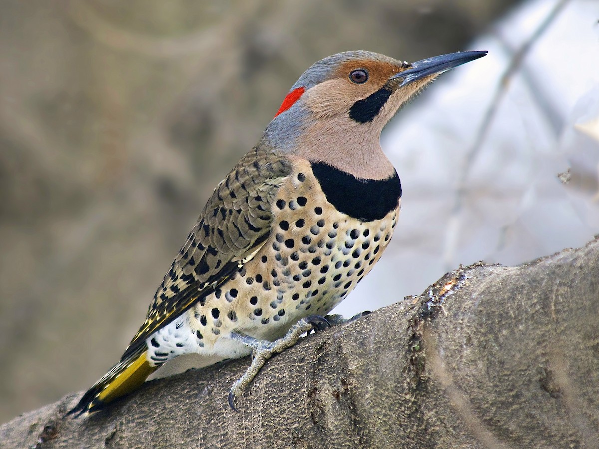 Male (Yellow-shafted)