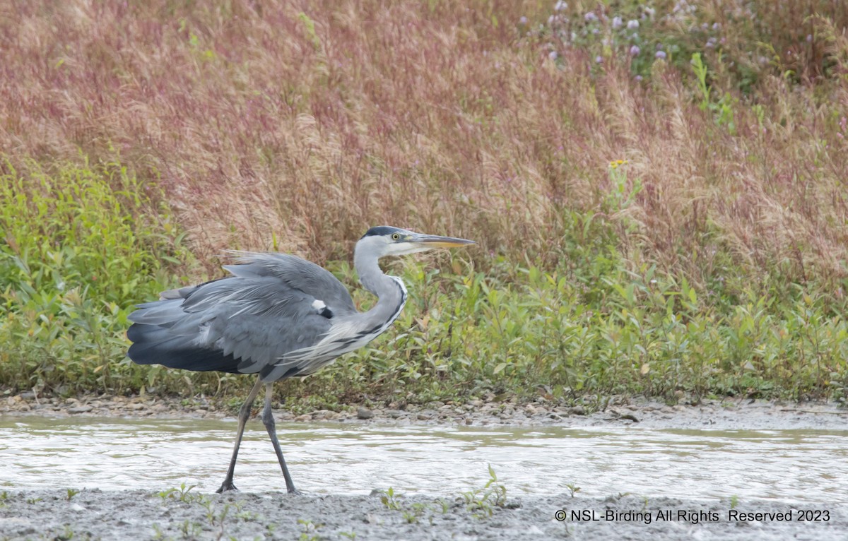 Gray Heron - ML604032911