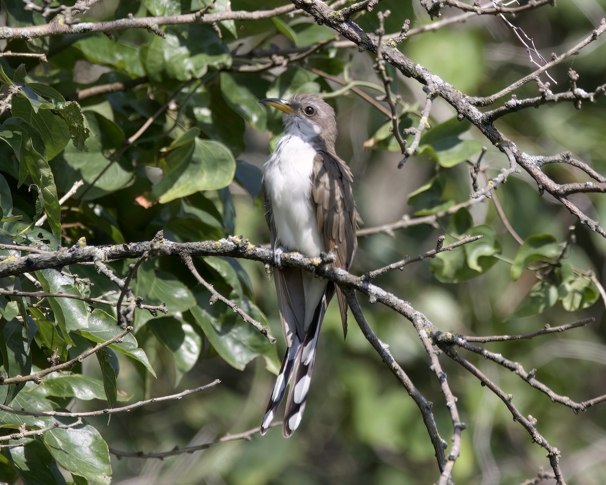 Yellow-billed Cuckoo - ML604033041