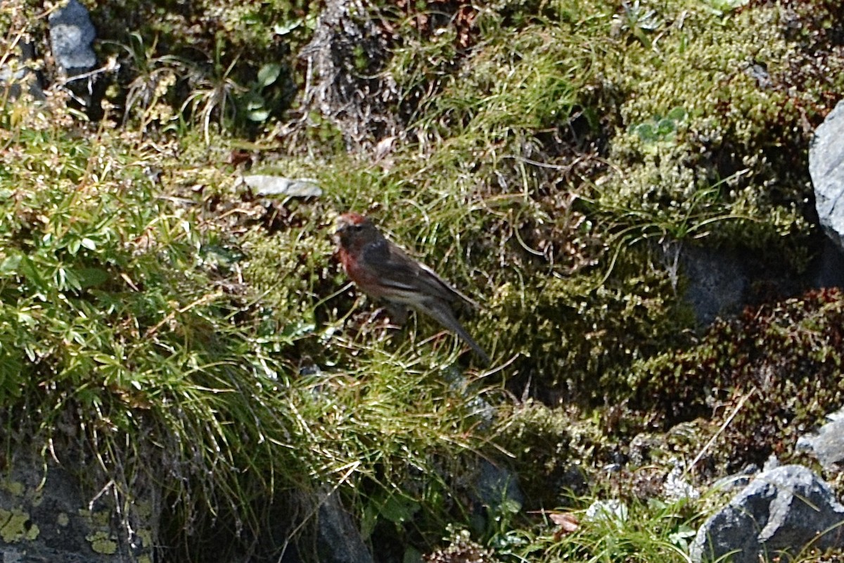 Redpoll (Lesser) - ML604033721