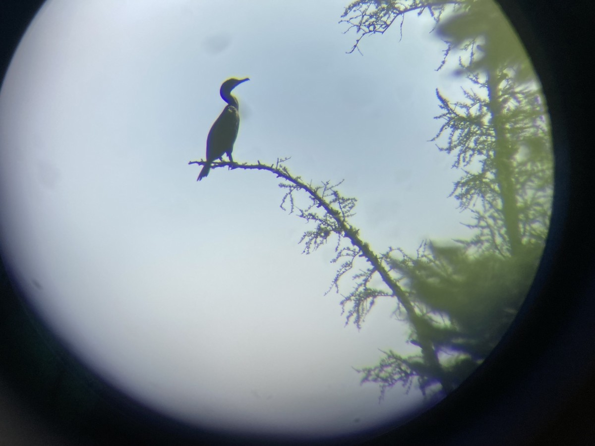 Double-crested Cormorant - ML604034871