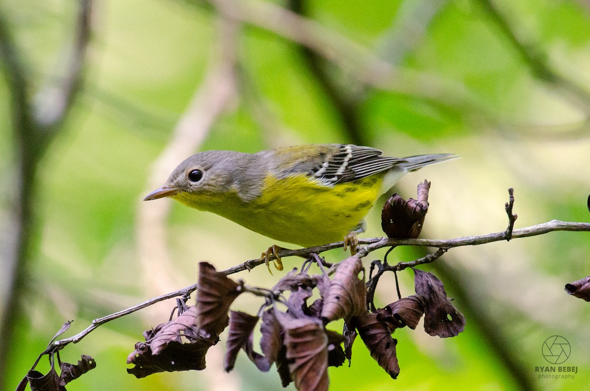 Magnolia Warbler - ML604035211