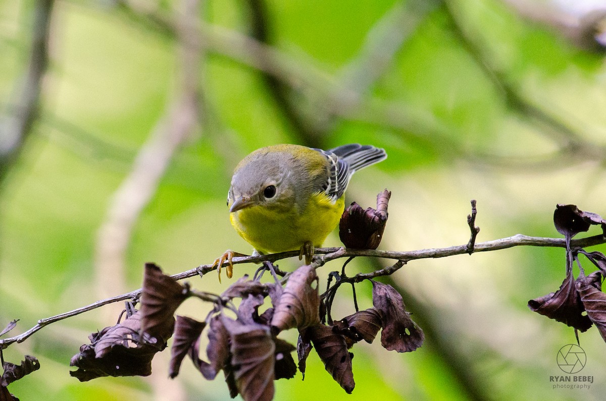 Magnolia Warbler - ML604035291