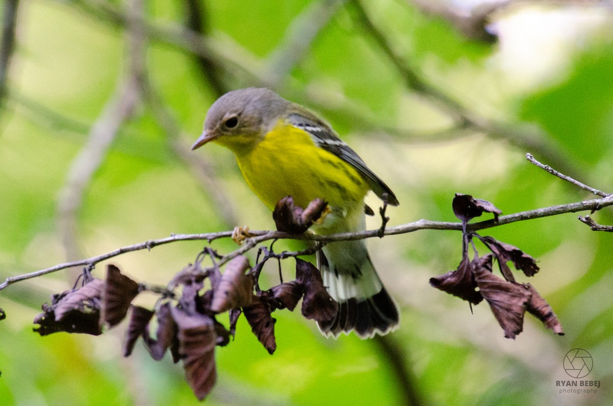 Magnolia Warbler - ML604035301