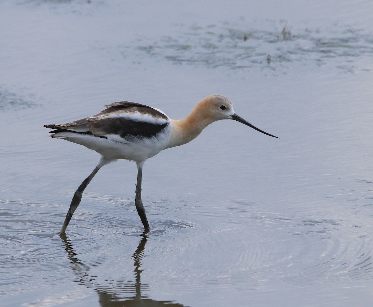 Avoceta Americana - ML604035431