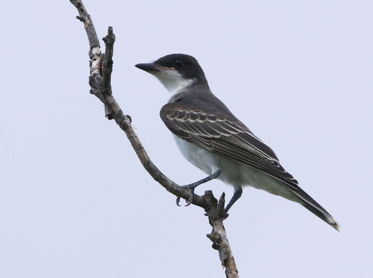 Schieferrücken-Königstyrann - ML604035451