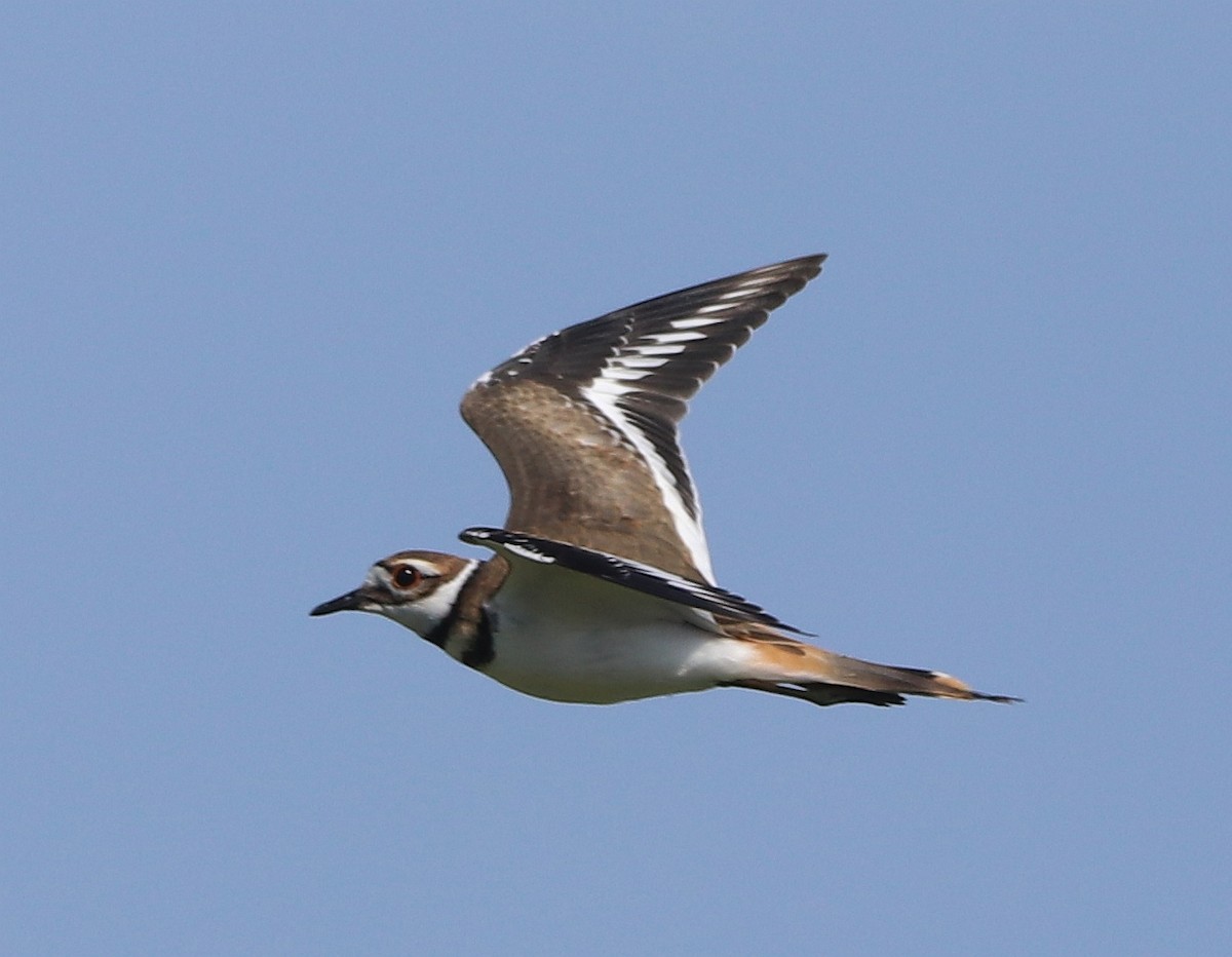 Killdeer - ML604035541