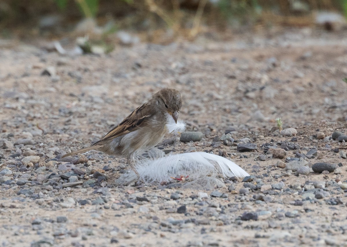 Moineau domestique - ML604035581