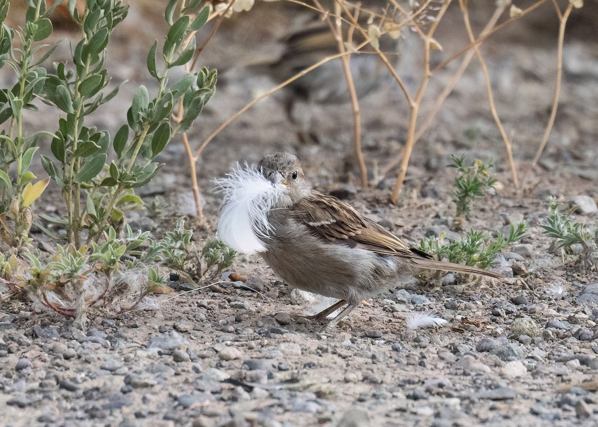 Moineau domestique - ML604035601