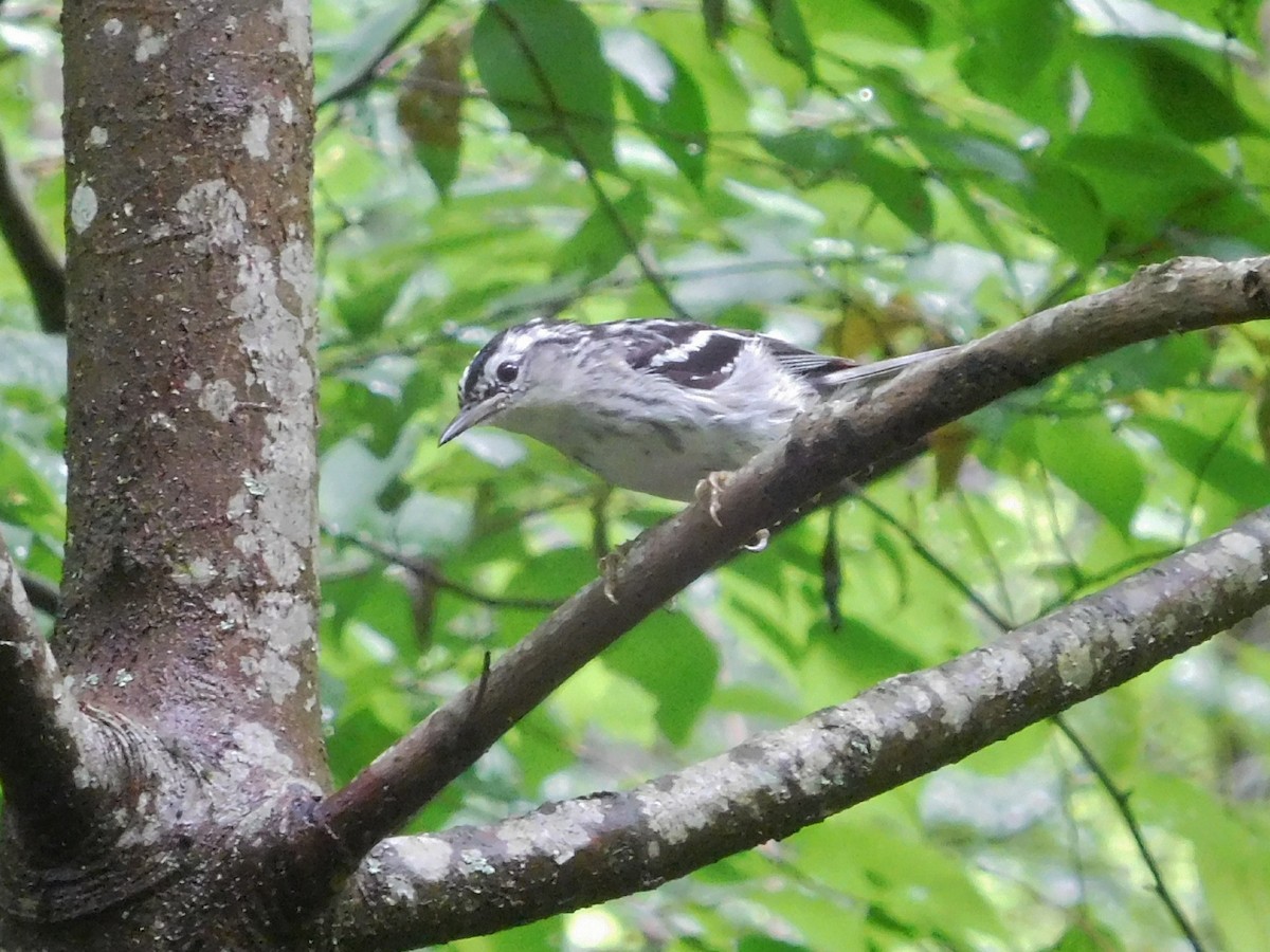 Black-and-white Warbler - ML60403571