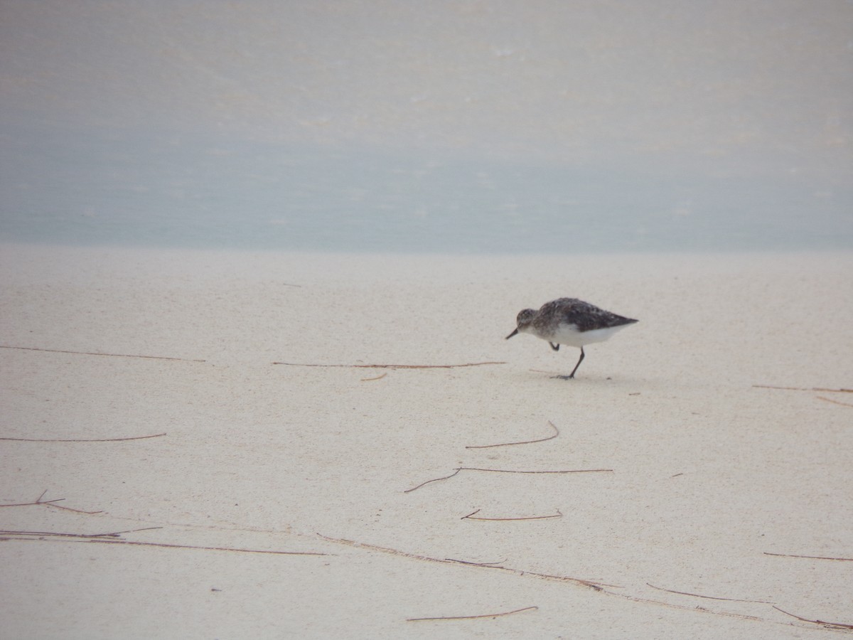 Semipalmated Sandpiper - ML604036051