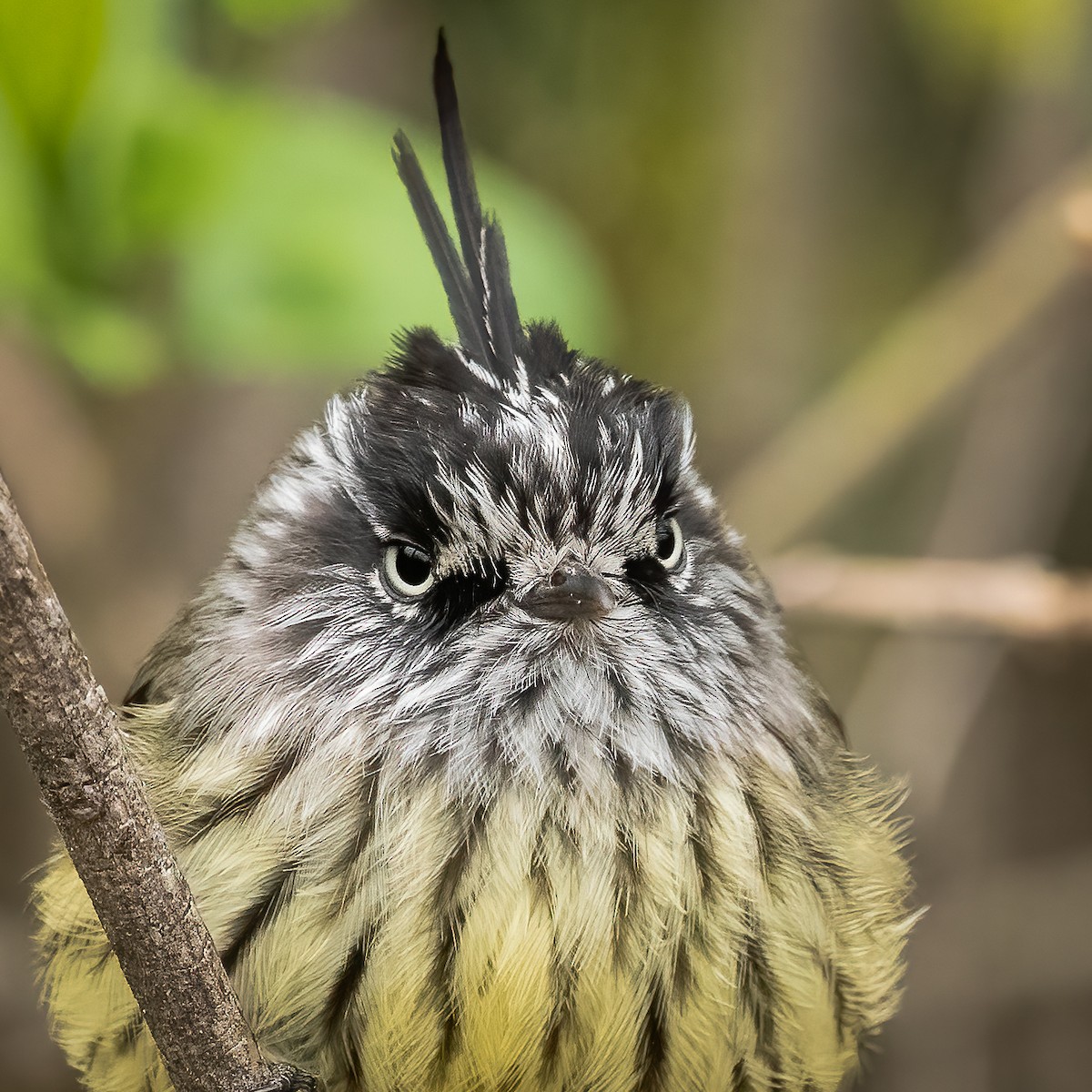 Tufted Tit-Tyrant - ML604036861