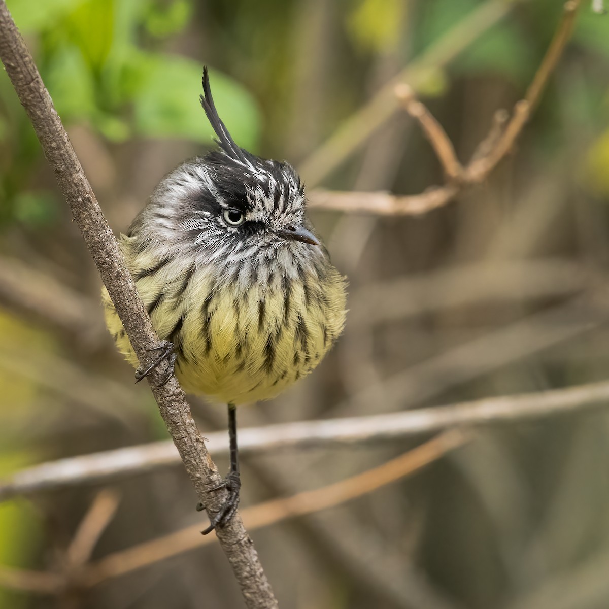 Tufted Tit-Tyrant - ML604036871