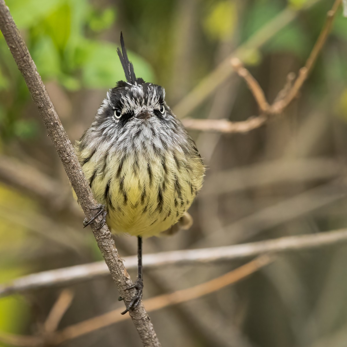 Tufted Tit-Tyrant - ML604036881