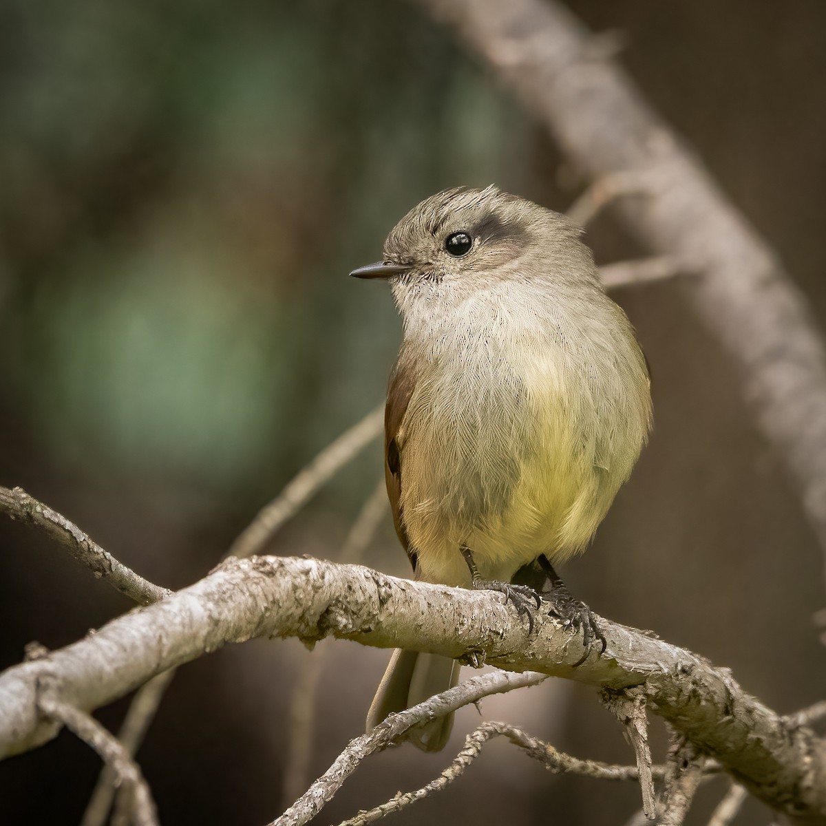 Patagonian Tyrant - ML604037011