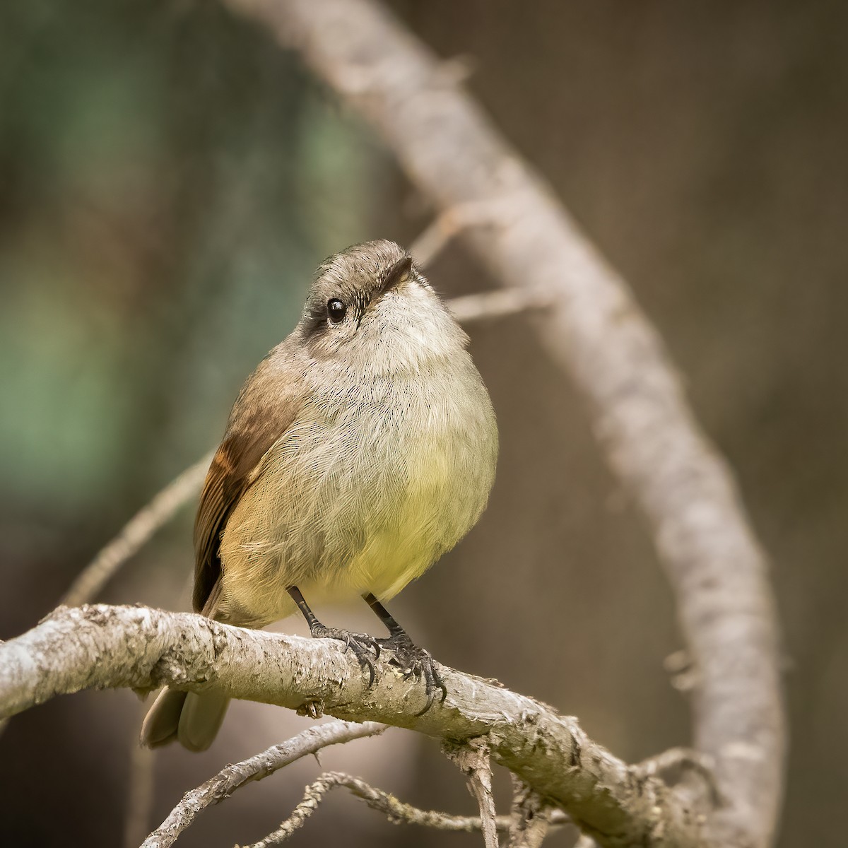 Patagonian Tyrant - ML604037021