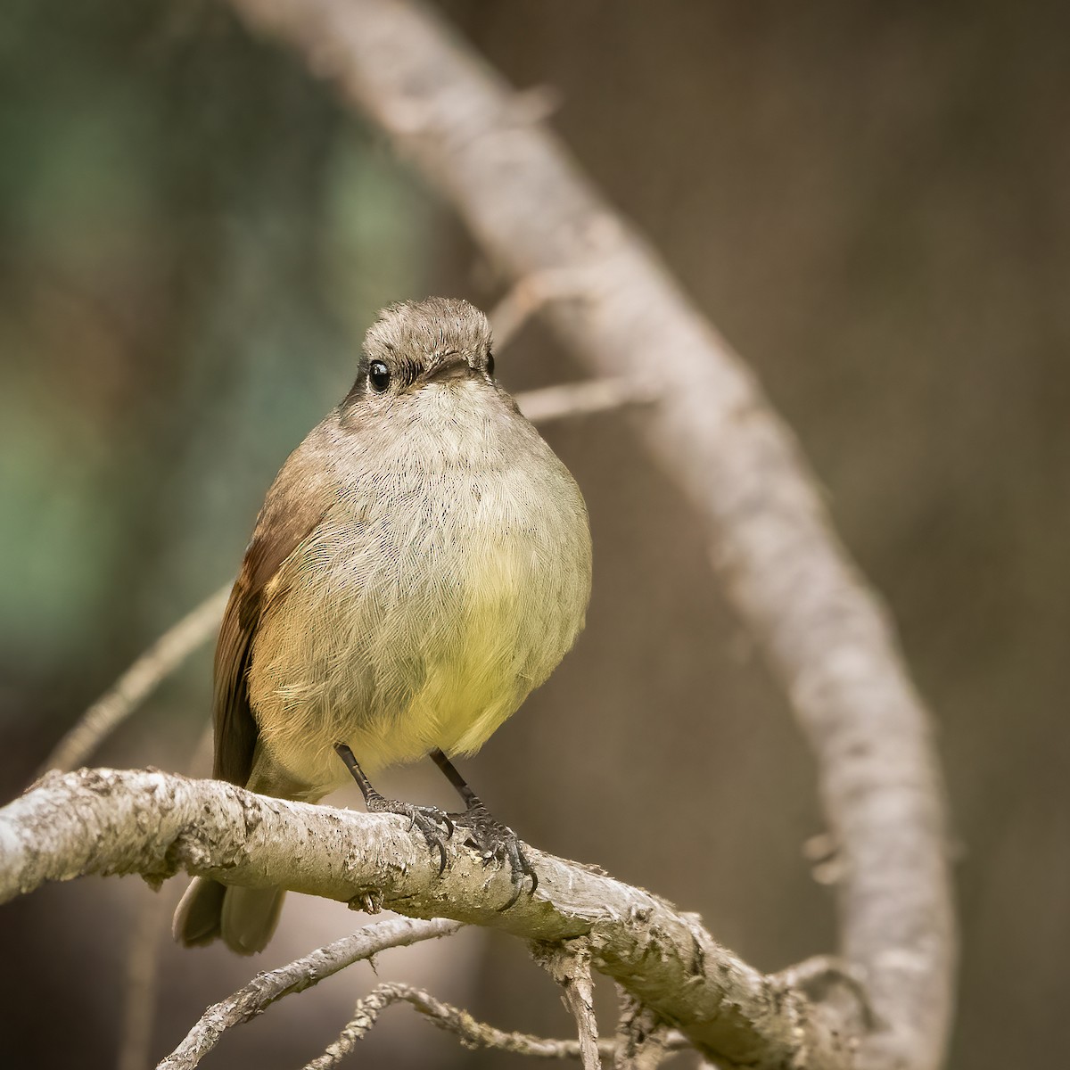 Patagonian Tyrant - ML604037031