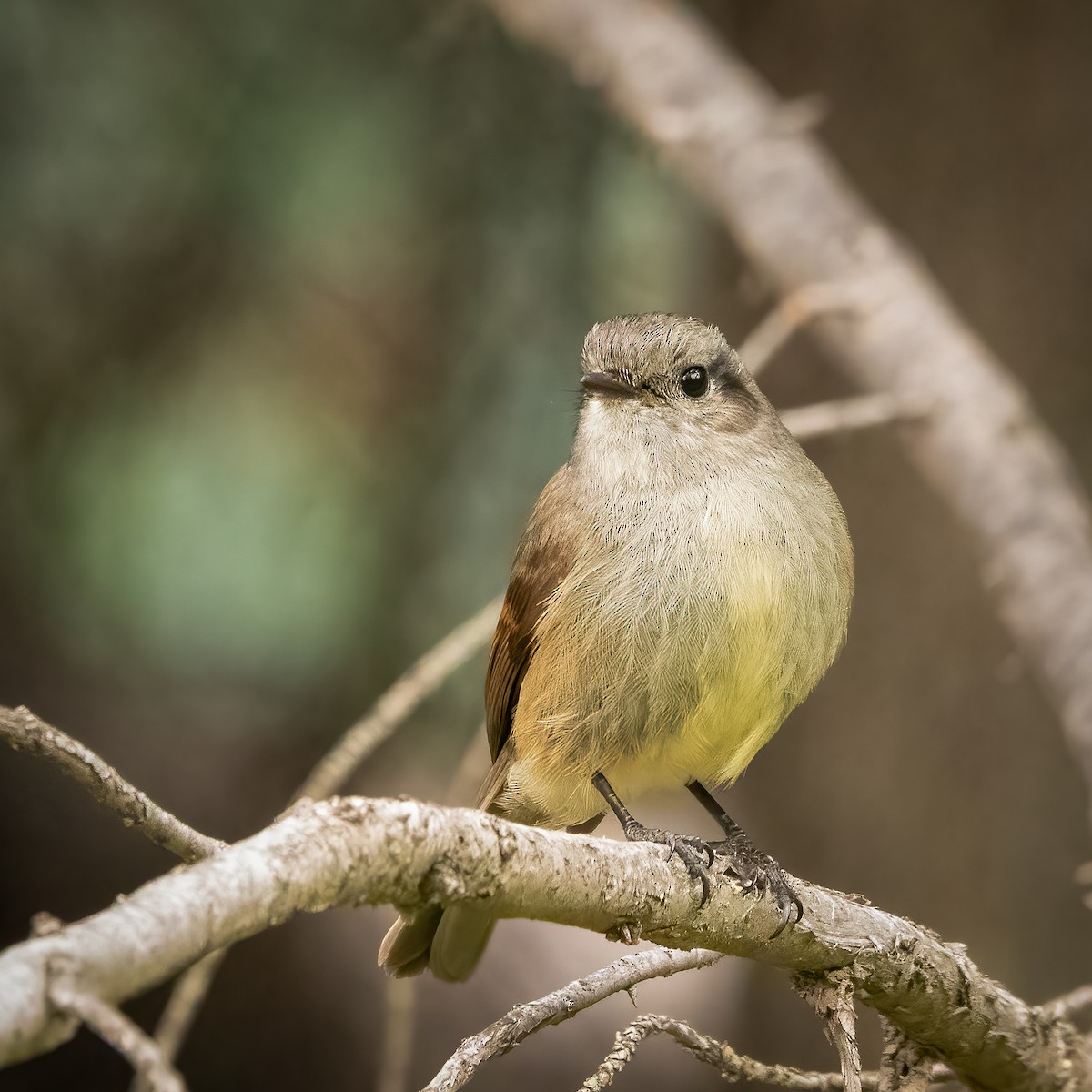 Patagonian Tyrant - ML604037041