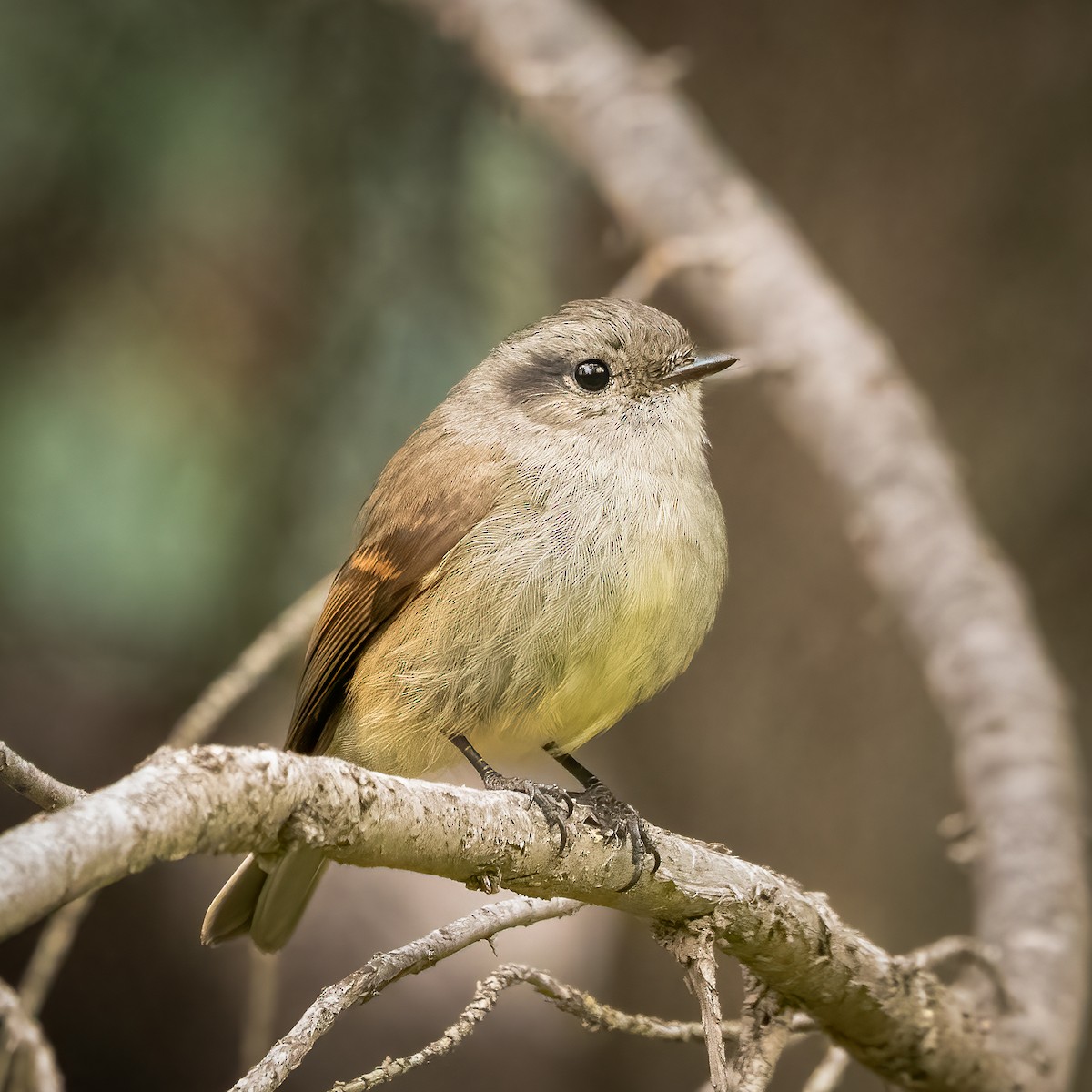 Patagonian Tyrant - ML604037051