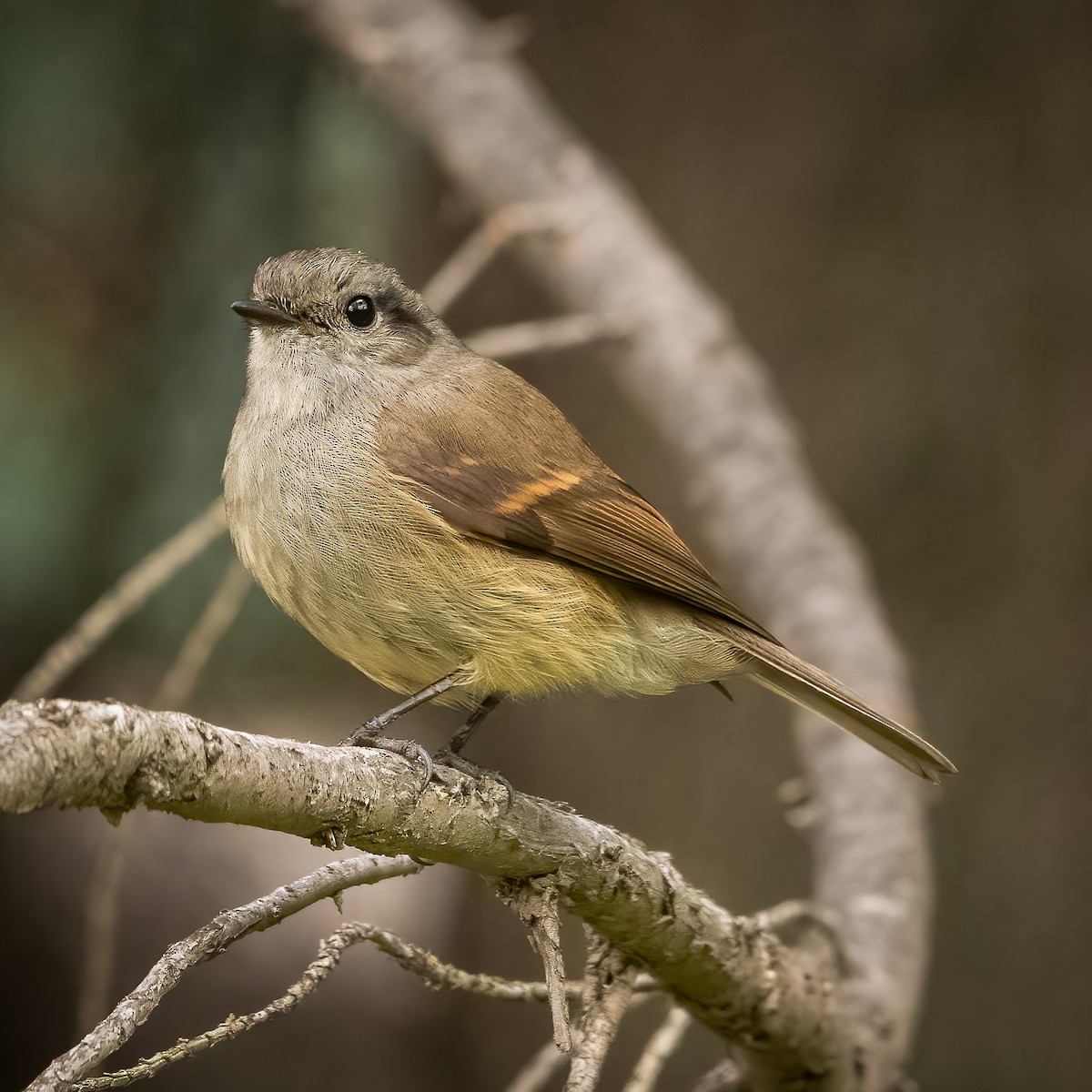 Patagonian Tyrant - ML604037061