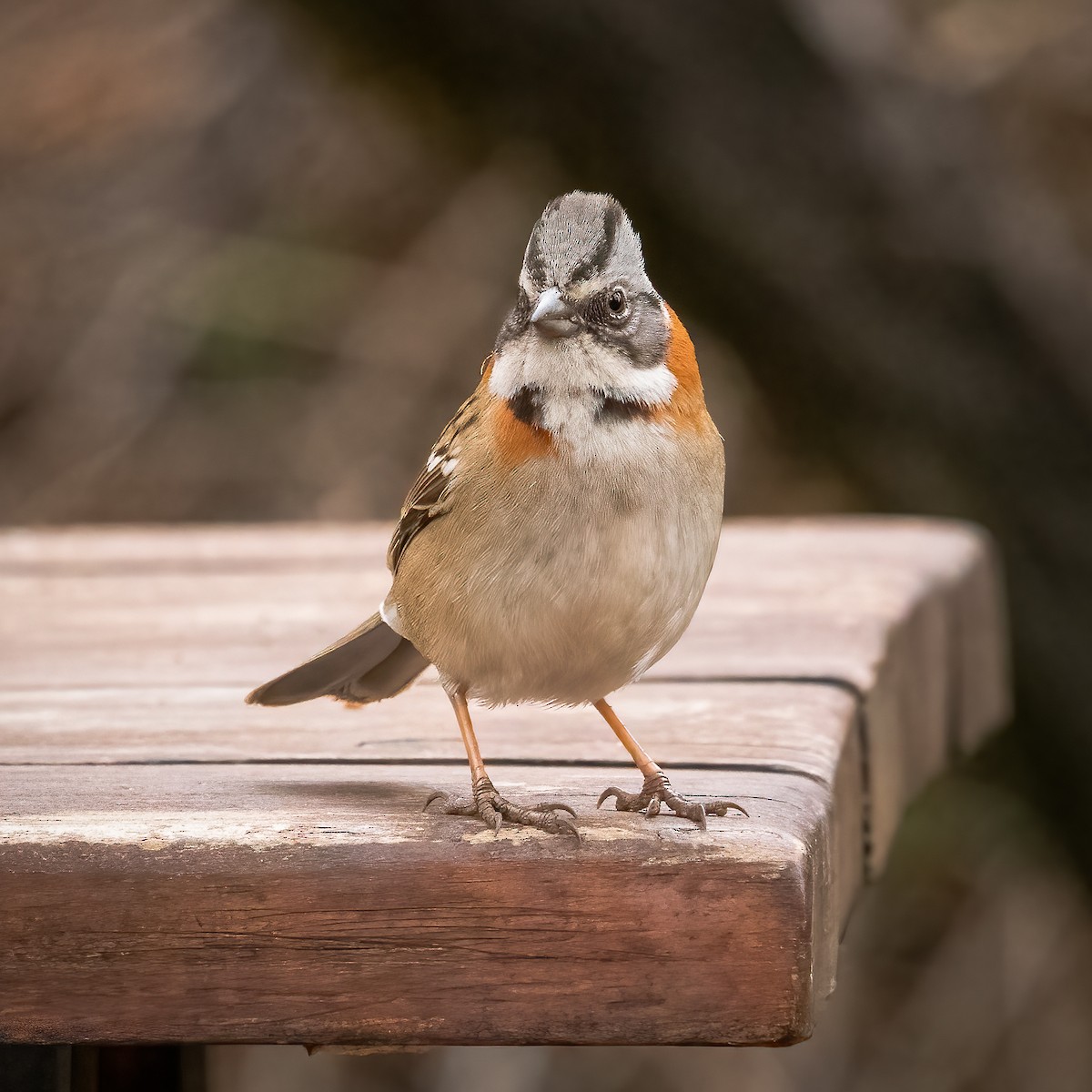 Rufous-collared Sparrow - ML604037151