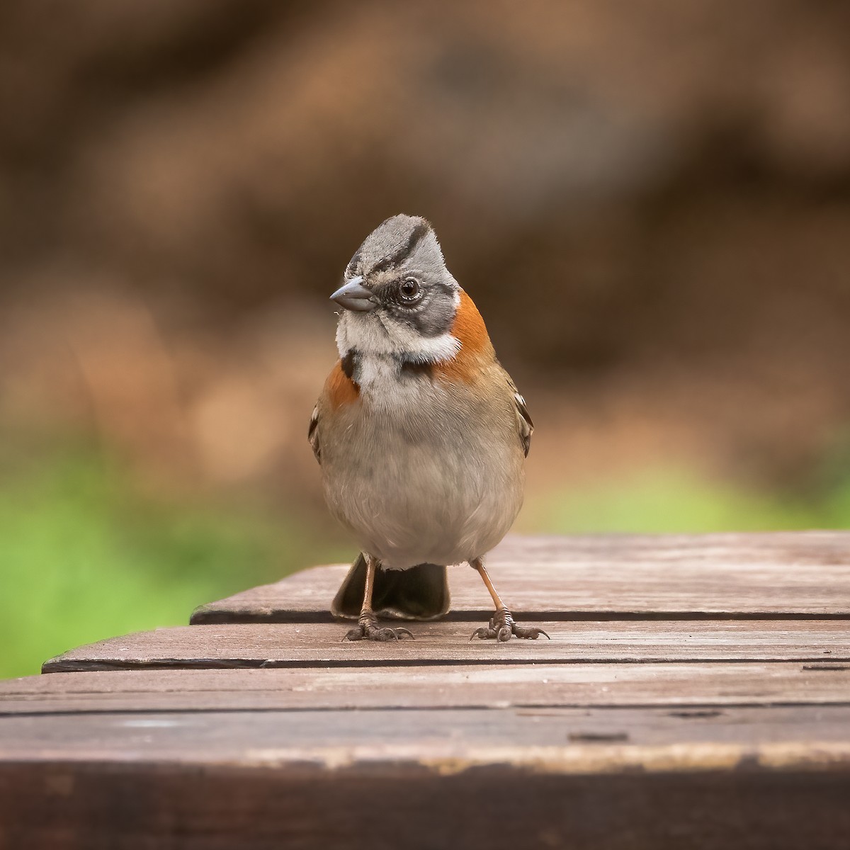 Rufous-collared Sparrow - ML604037161