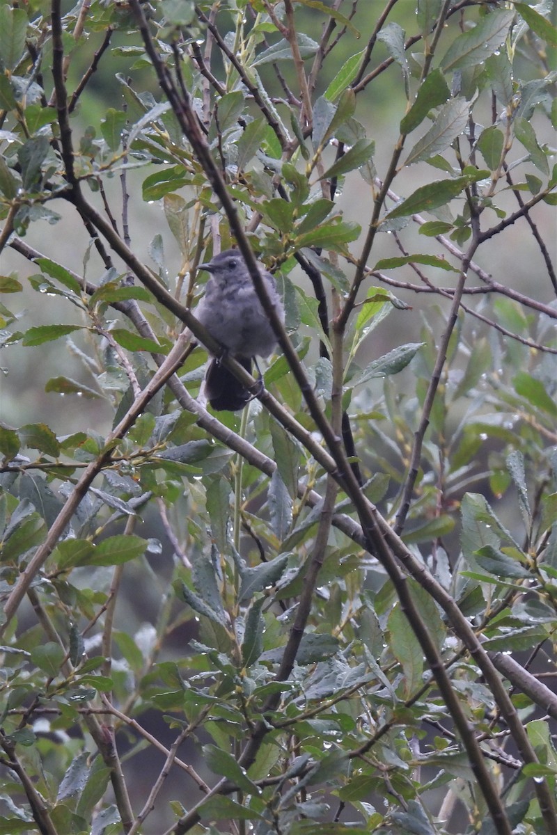 Gray Catbird - ML604037581