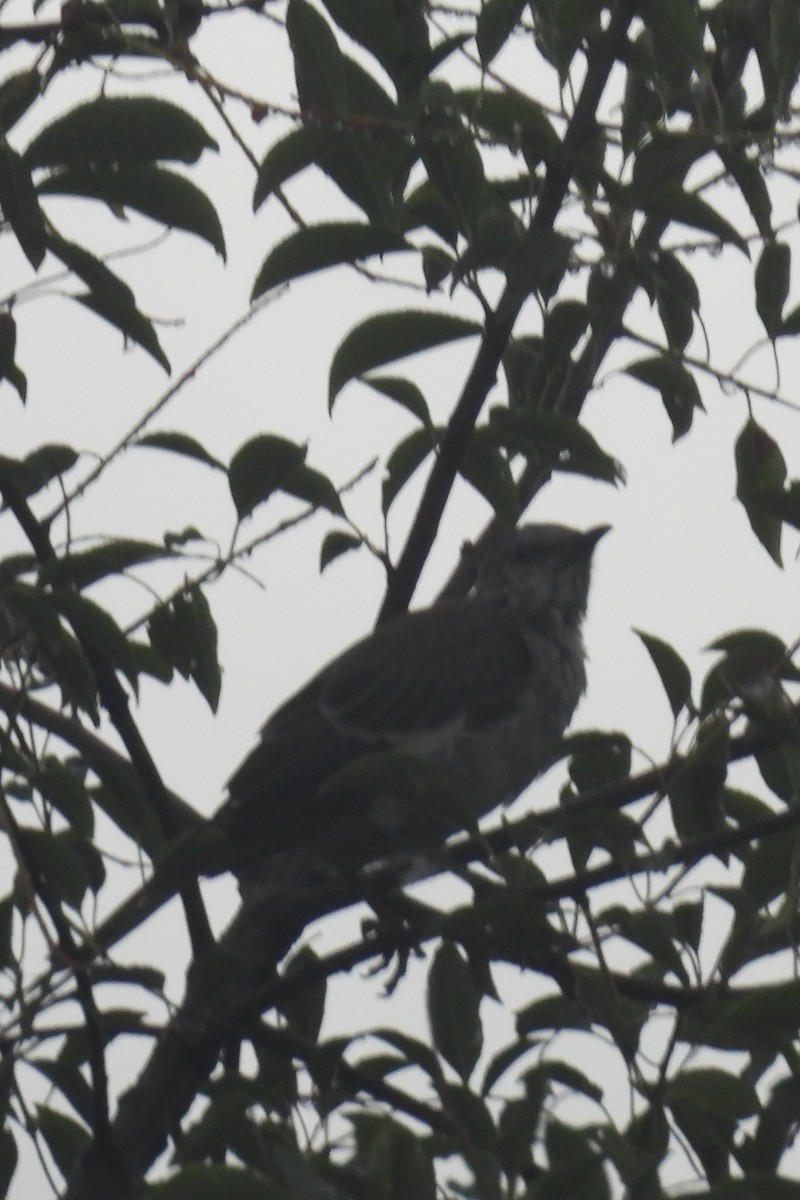 Northern Mockingbird - ML604037621