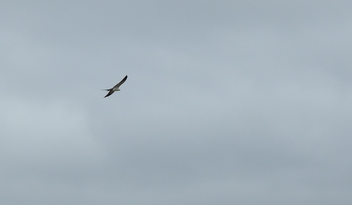 Swallow-tailed Kite - Scott Sinclair